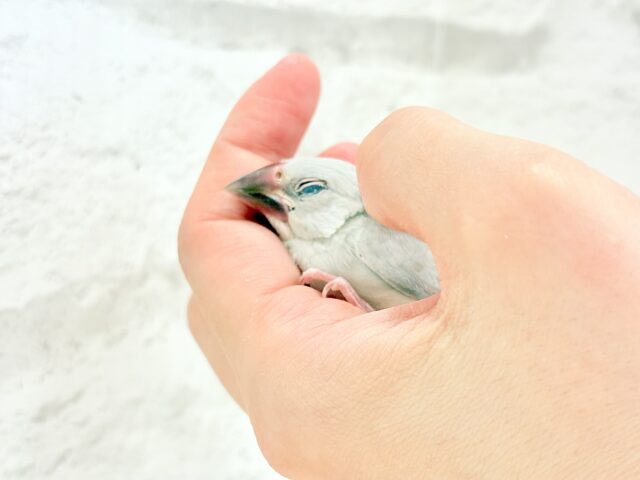 【最新画像更新🪄】おてての中で寝ちゃいます.*・゚シルバー文鳥 ヒナ シルバー文鳥
