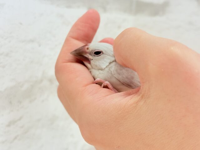 【最新画像更新🪄】おてての中で寝ちゃいます.*・゚シルバー文鳥 ヒナ シルバー文鳥