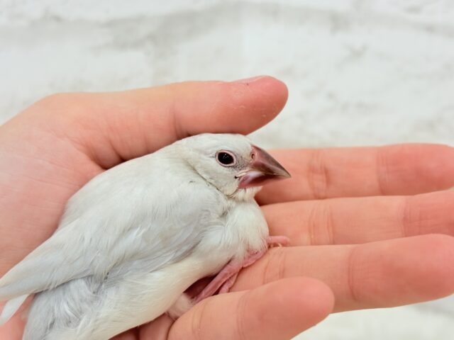 【最新画像更新🪄】おてての中で寝ちゃいます.*・゚シルバー文鳥 ヒナ シルバー文鳥