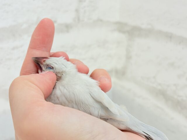 【最新画像更新🪄】おてての中で寝ちゃいます.*・゚シルバー文鳥 ヒナ シルバー文鳥