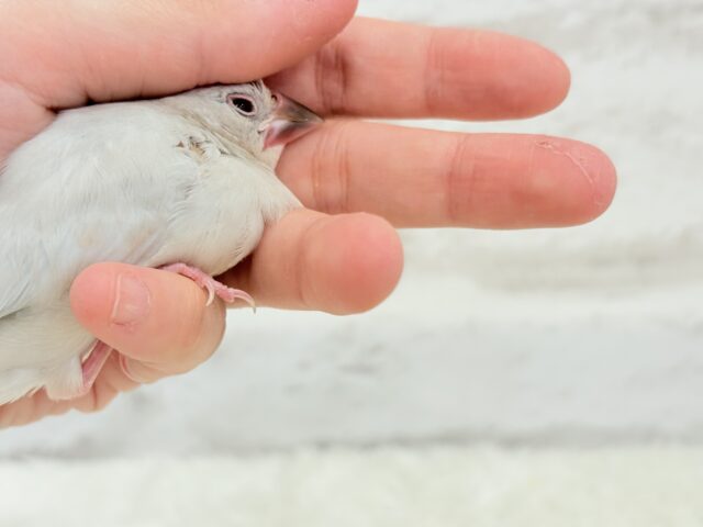【最新画像更新🪄】おてての中で寝ちゃいます.*・゚シルバー文鳥 ヒナ シルバー文鳥