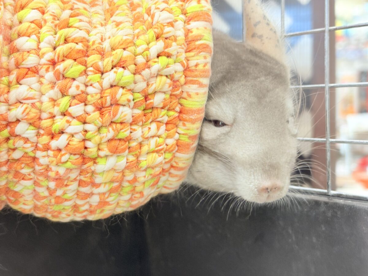 チンチラ