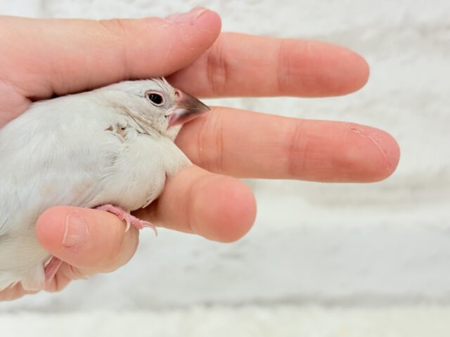 【最新画像更新🪄】おてての中で寝ちゃいます.*・゚シルバー文鳥 ヒナ シルバー文鳥