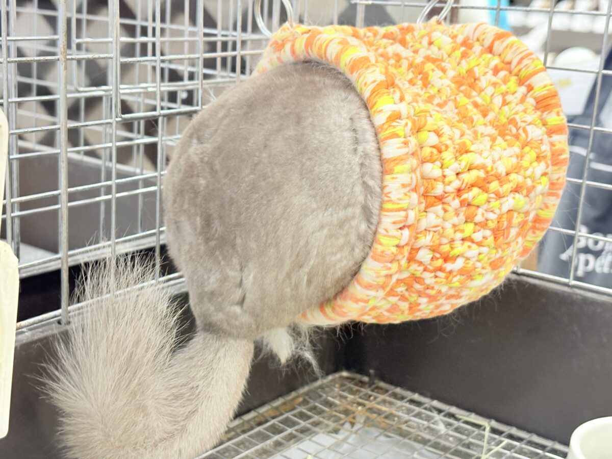 チンチラ