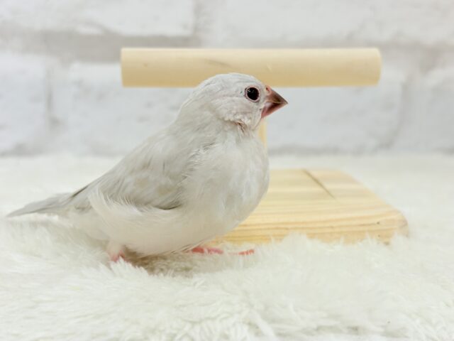 【最新画像更新🪄】おてての中で寝ちゃいます.*・゚シルバー文鳥 ヒナ シルバー文鳥