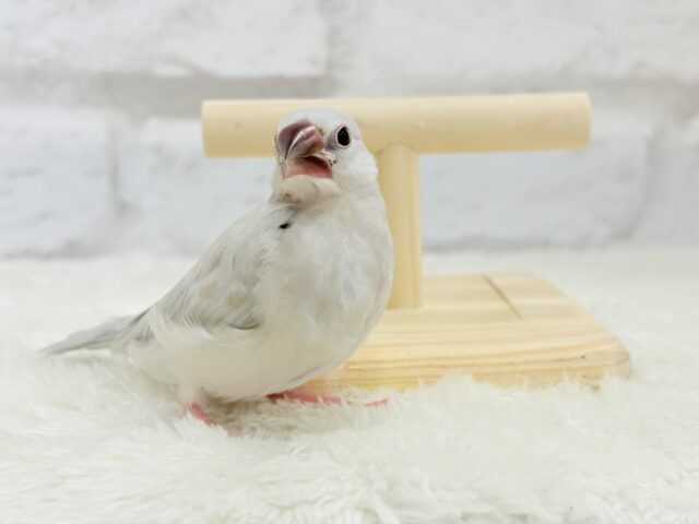 【最新画像更新🪄】おてての中で寝ちゃいます.*・゚シルバー文鳥 ヒナ シルバー文鳥