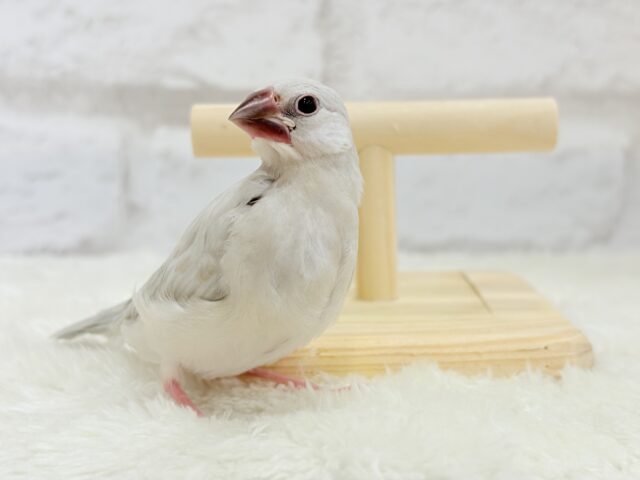 【最新画像更新🪄】おてての中で寝ちゃいます.*・゚シルバー文鳥 ヒナ シルバー文鳥