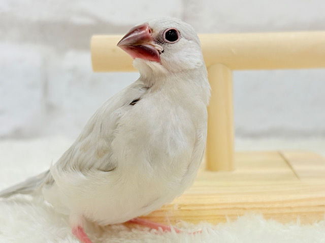 【最新画像更新🪄】おてての中で寝ちゃいます.*・゚シルバー文鳥 ヒナ 【最新画像更新🪄】おてての中で寝ちゃいます.*・゚シルバー文鳥 ヒナ
