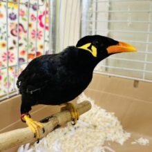 九官鳥の「キューちゃん」がやってきましたよ～🎵💛🎵💛