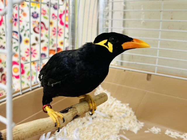 九官鳥の「キューちゃん」がやってきましたよ～🎵💛🎵💛