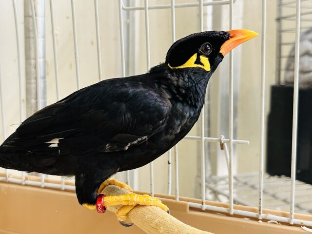 九官鳥（キュウカンチョウ）