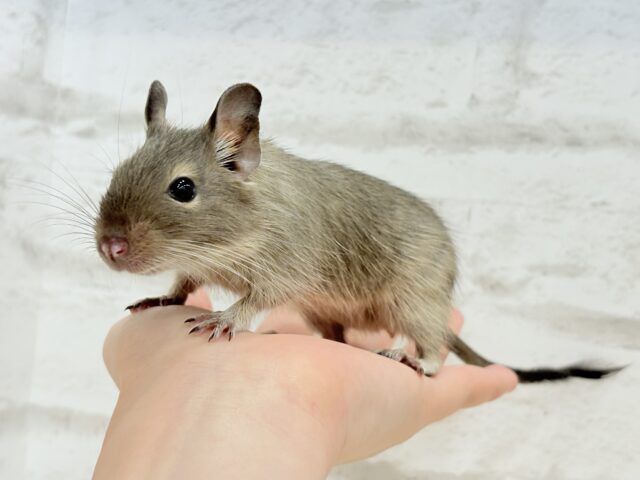 デグー