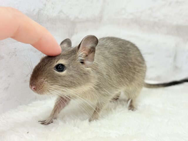 デグー