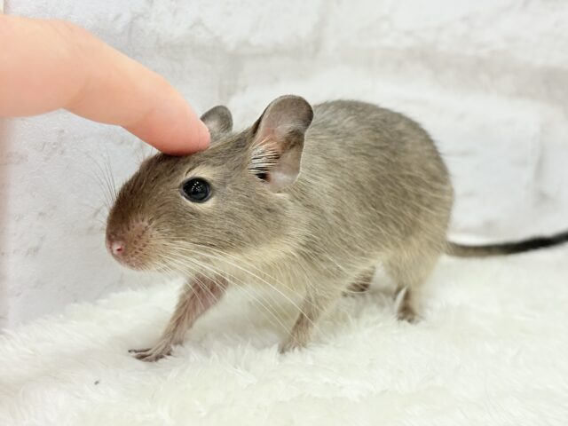 デグー