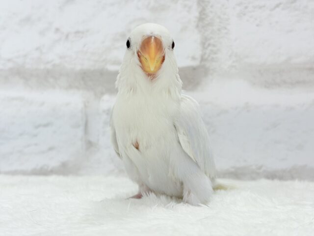 【動画更新🪄】”透明感”って言葉がピッタリ💎.*コザクラインコ(パリドオパーリンブルー) ヒナ コザクラインコ(小桜インコ)