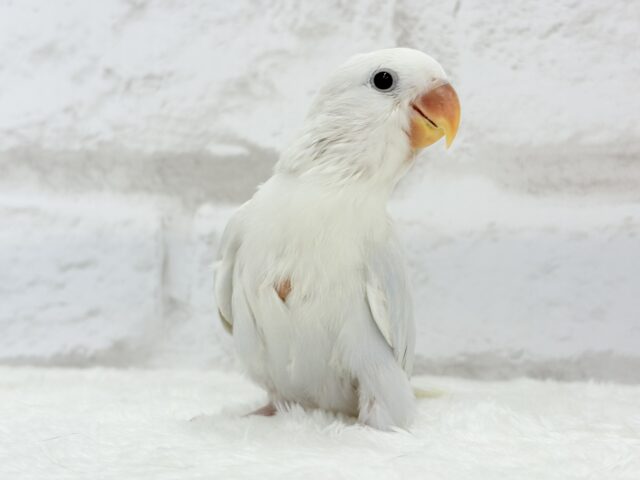 【動画更新🪄】”透明感”って言葉がピッタリ💎.*コザクラインコ(パリドオパーリンブルー) ヒナ コザクラインコ(小桜インコ)