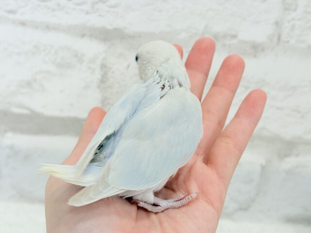 【動画更新🪄】”透明感”って言葉がピッタリ💎.*コザクラインコ(パリドオパーリンブルー) ヒナ コザクラインコ(小桜インコ)