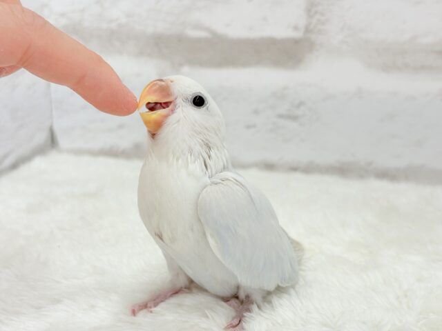 【動画更新🪄】”透明感”って言葉がピッタリ💎.*コザクラインコ(パリドオパーリンブルー) ヒナ コザクラインコ(小桜インコ)