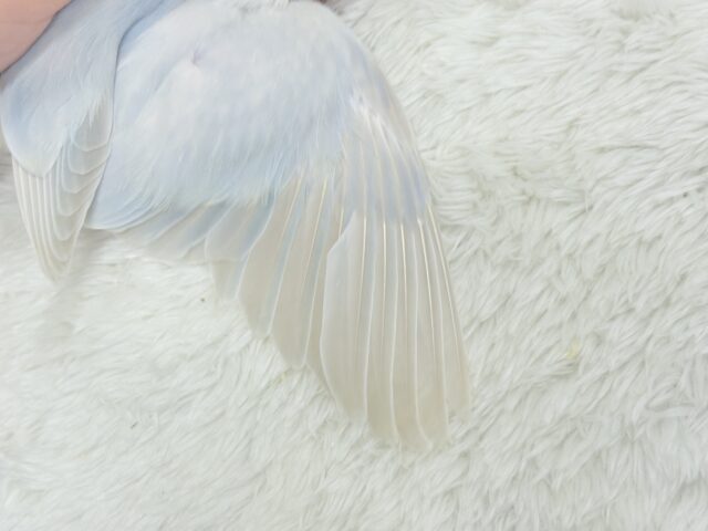 【動画更新🪄】”透明感”って言葉がピッタリ💎.*コザクラインコ(パリドオパーリンブルー) ヒナ コザクラインコ(小桜インコ)