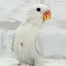 【最新画像更新🪄】”透明感”って言葉がピッタリ💎.*コザクラインコ(パリドオパーリンブルー) ヒナ