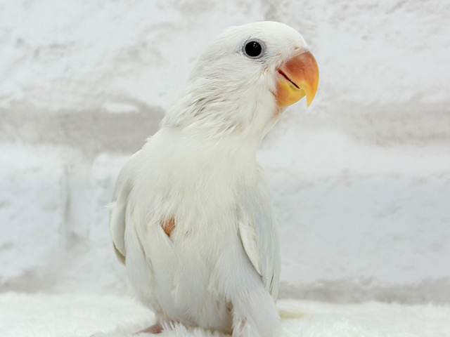 【動画更新🪄】”透明感”って言葉がピッタリ💎.*コザクラインコ(パリドオパーリンブルー) ヒナ 【動画更新🪄】”透明感”って言葉がピッタリ💎.*コザクラインコ(パリドオパーリンブルー) ヒナ