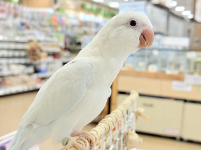 オキナインコ