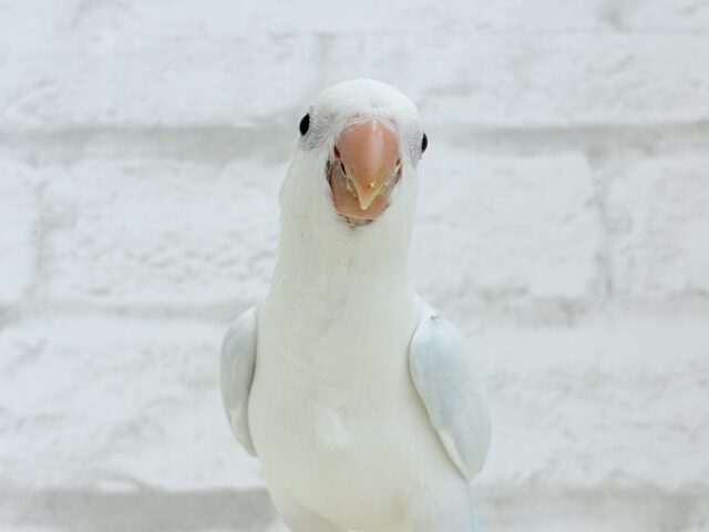 オキナインコ