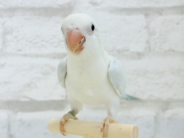 オキナインコ