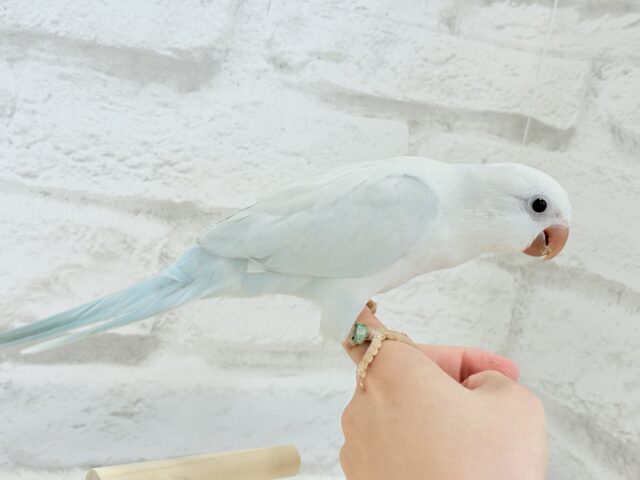オキナインコ