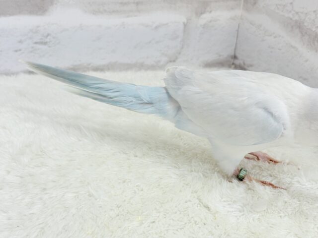オキナインコ