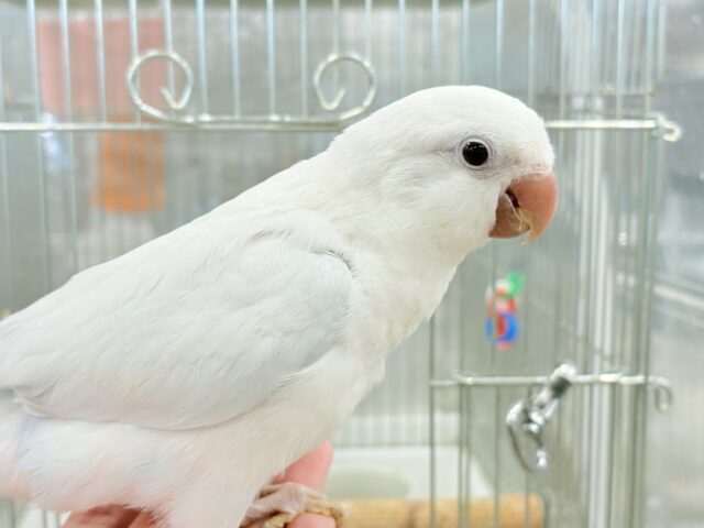 オキナインコ