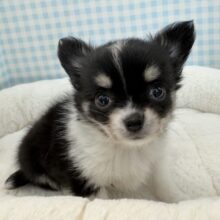 チィくん来たよ！ブラックタンのチワワくん！