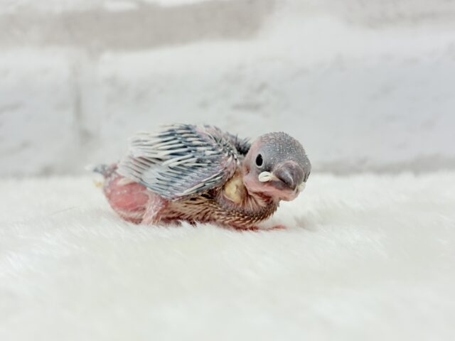 シルバー文鳥