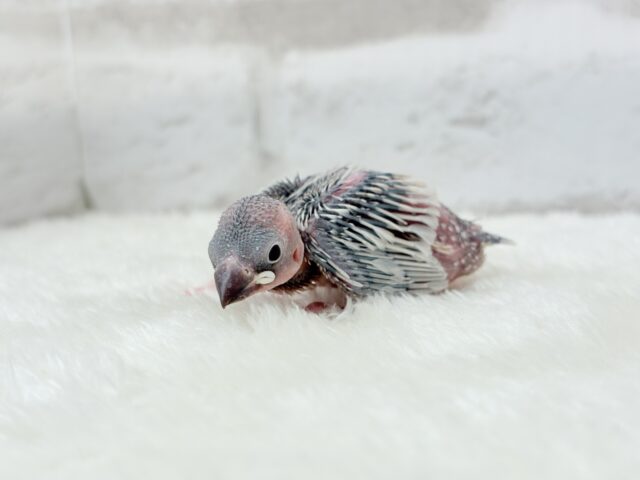 シルバー文鳥
