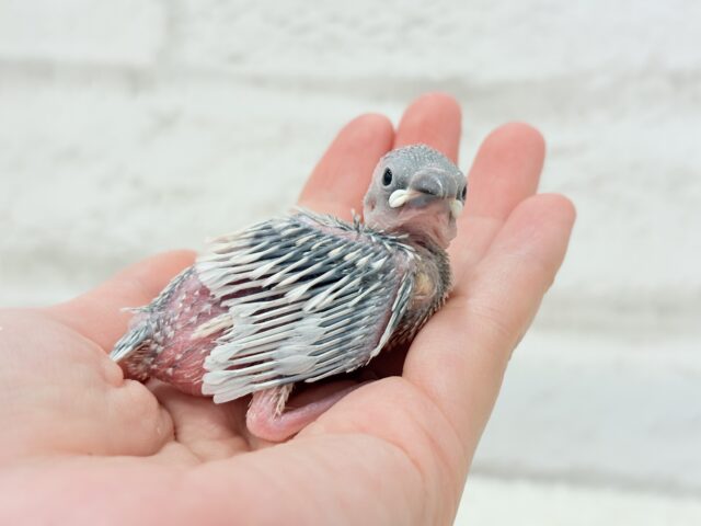 シルバー文鳥