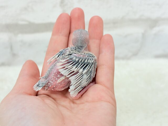シルバー文鳥
