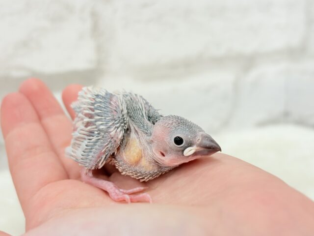 シルバー文鳥