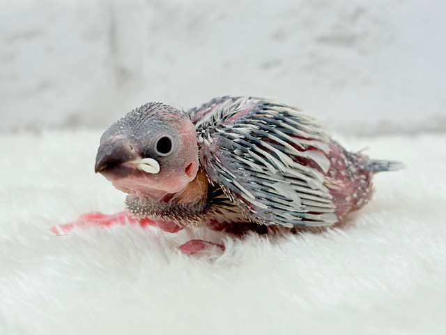 成長するともちもちさん♬*°シルバー文鳥 ヒナ