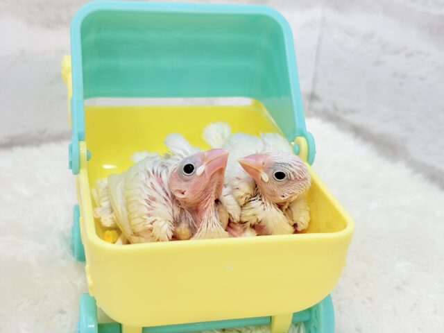 白文鳥