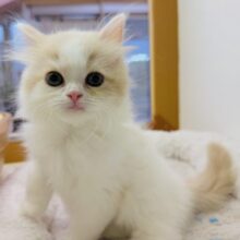 ゆるふわ〜🍭サイベリアンちゃん