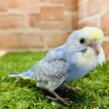 鮮やかな色合い🌈🌈　セキセイインコ（レインボー系）
