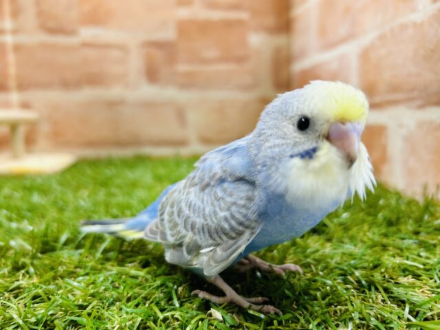 鮮やかな色合い🌈🌈　セキセイインコ（レインボー系）
