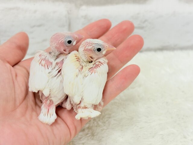 白文鳥