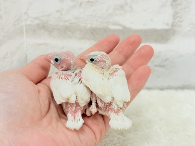 白文鳥
