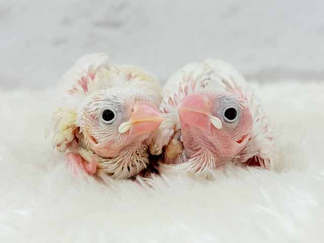 まるで双子ちゃん🐣💖🐣白文鳥 ヒナ