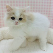 最新画像！ゆるふわ〜🍭サイベリアンちゃん