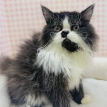 最新画像📷パンダカラーのフォールデックス🐼