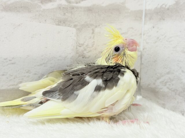 オカメインコ