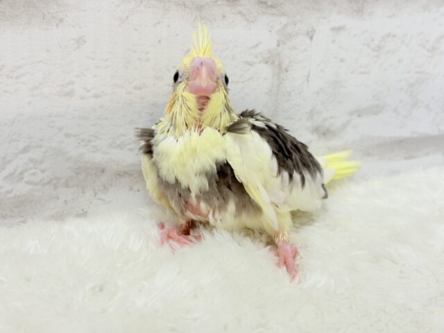 オカメインコ