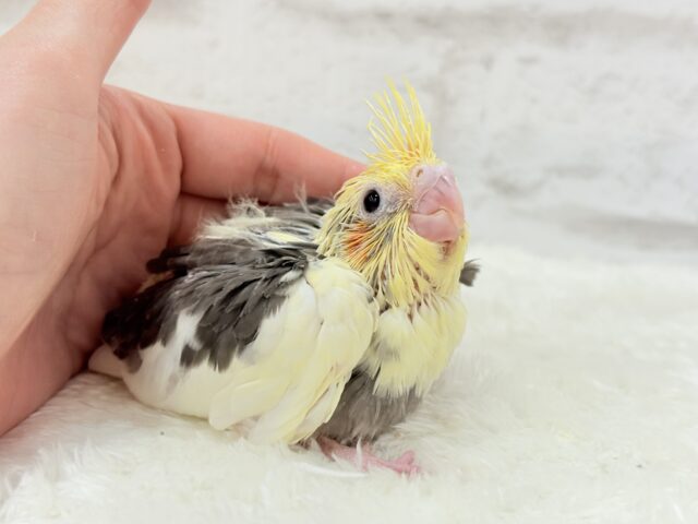 オカメインコ
